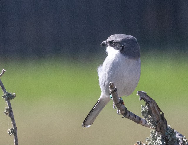 Loggerhead Shrike - ML645941463
