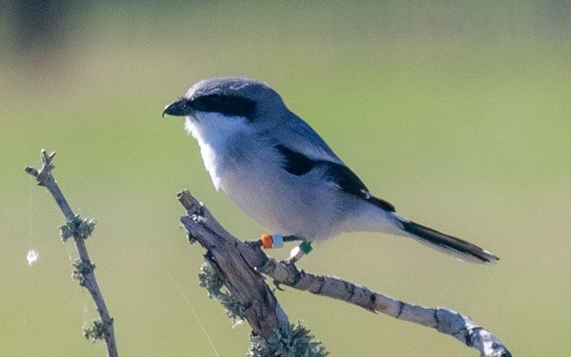 Loggerhead Shrike - ML645941465