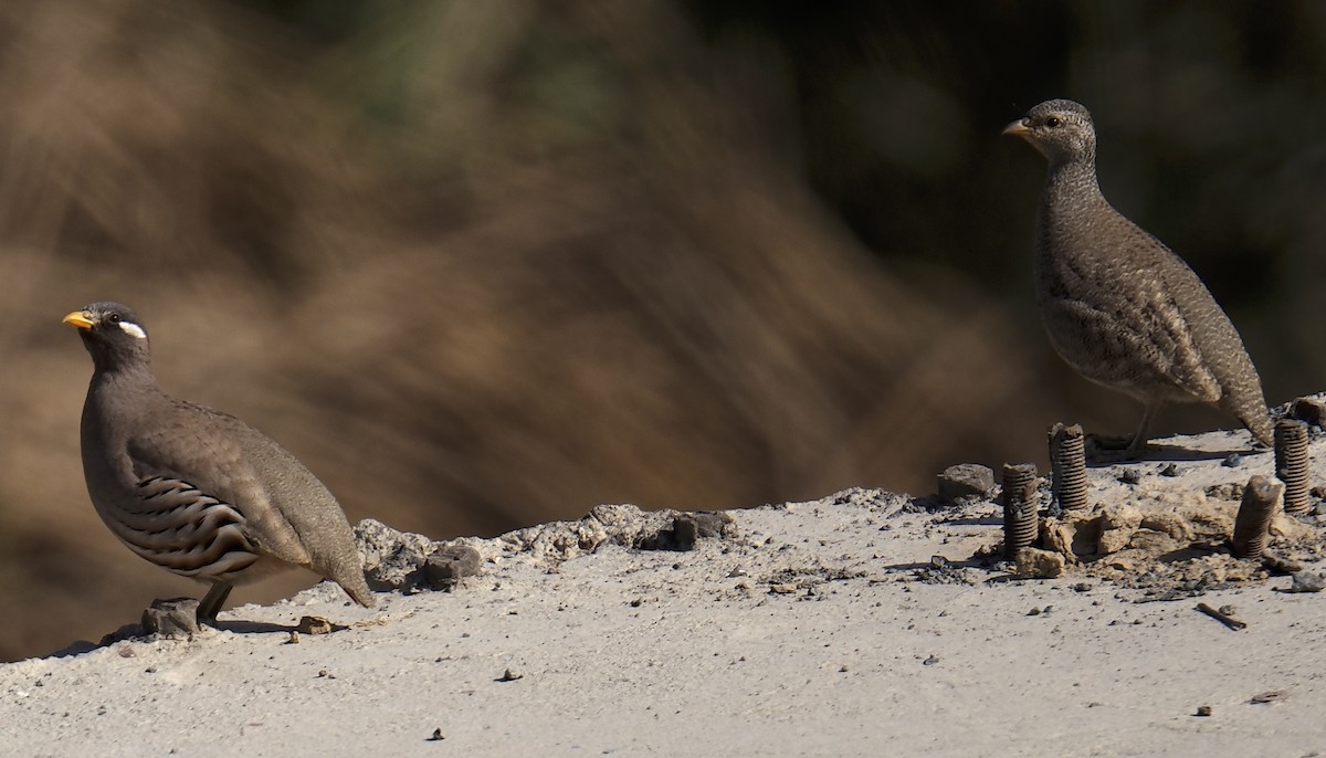 Sand Partridge - ML645941467