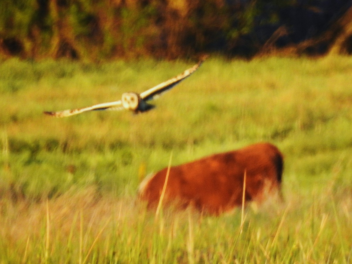 Zingira-hontza - ML645941469