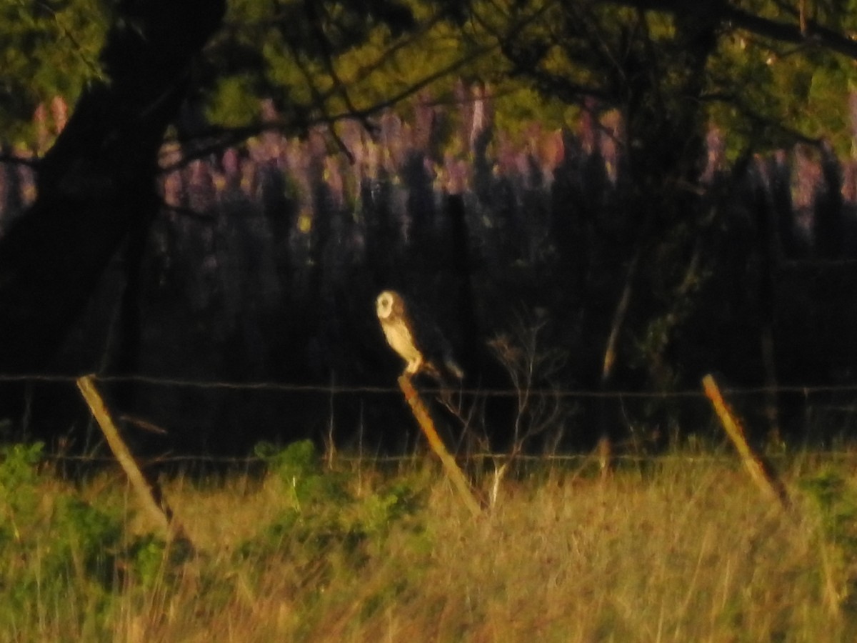 Zingira-hontza - ML645941470