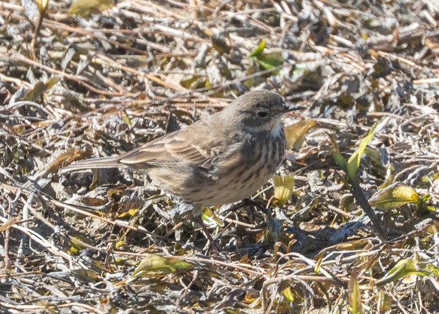 American Pipit - ML645941476