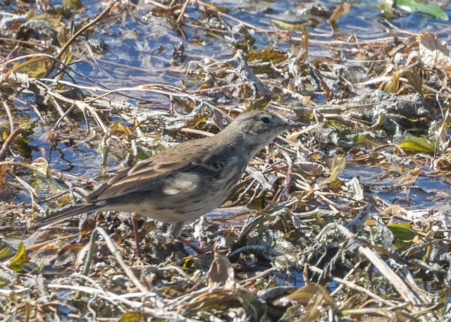 American Pipit - ML645941477