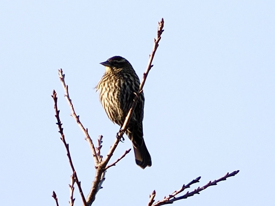 Red-winged Blackbird - ML645941486