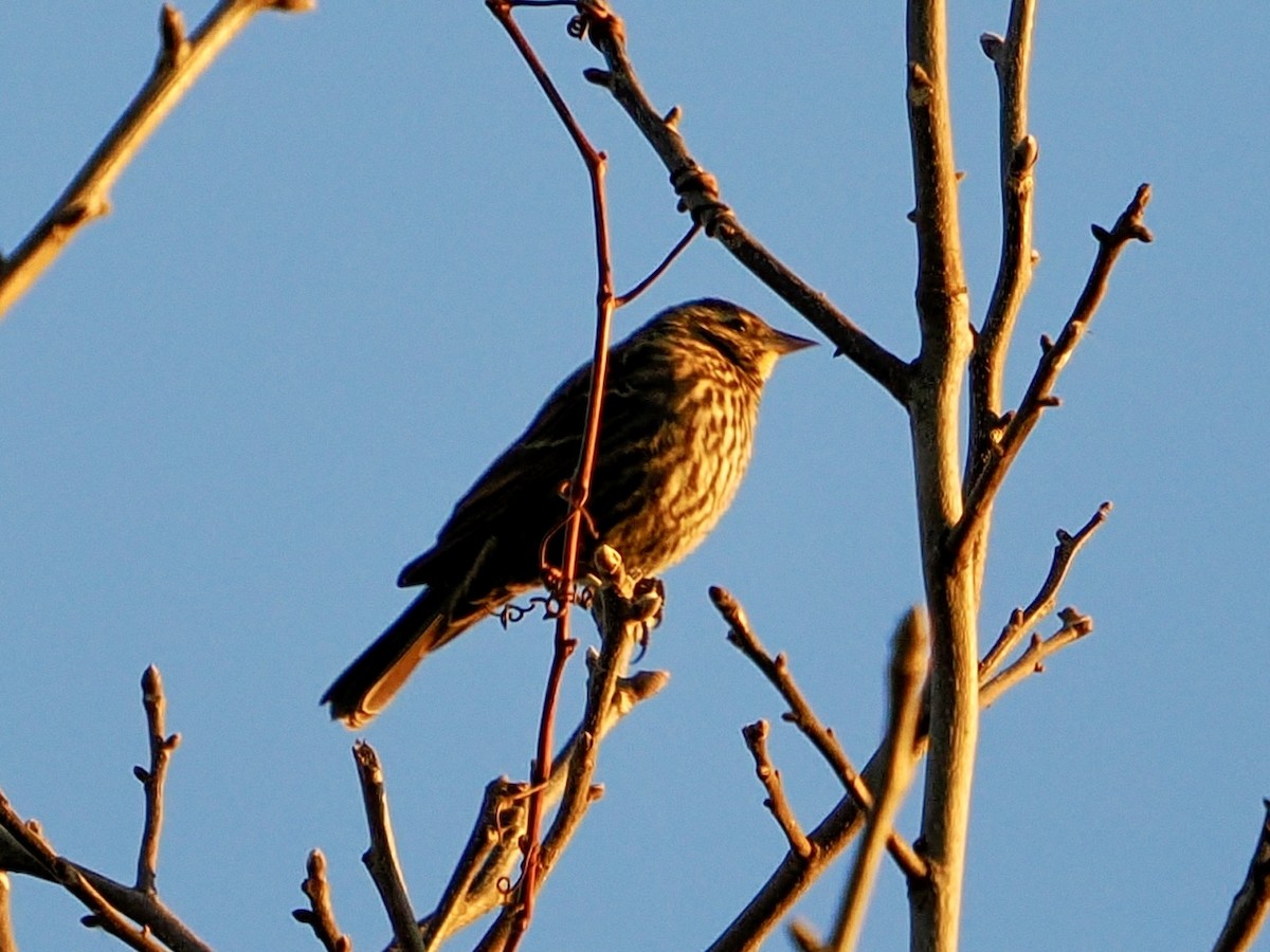 Red-winged Blackbird - ML645941487