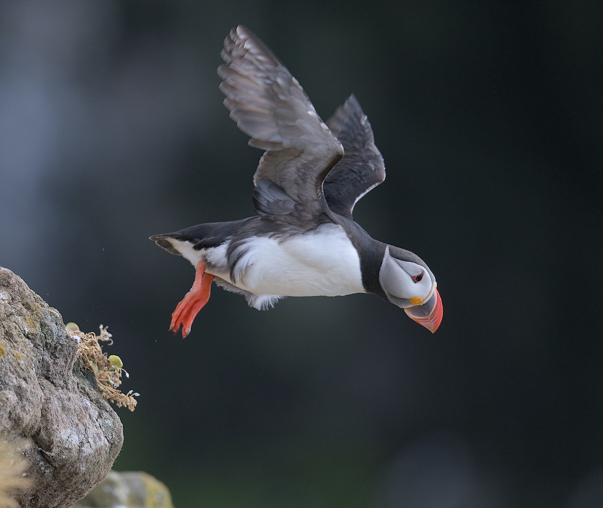 Atlantic Puffin - ML645941490