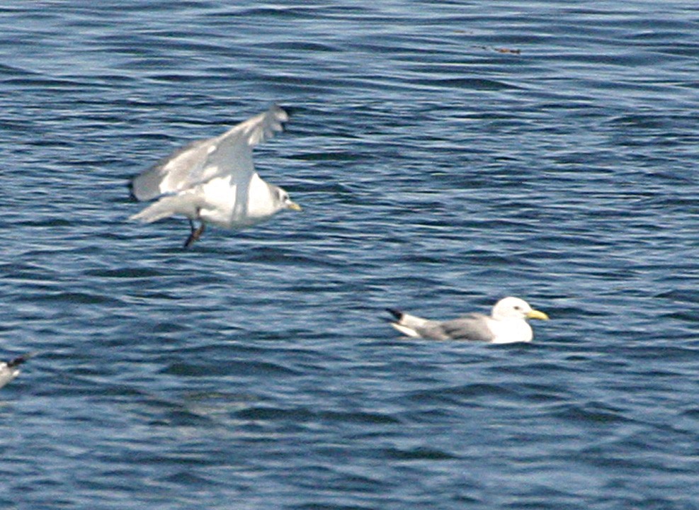 Kara Ayaklı Martı - ML645941491