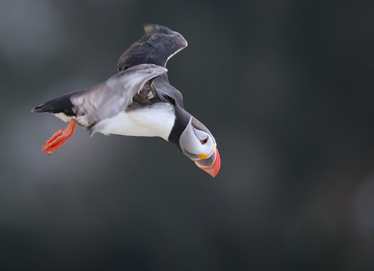 Atlantic Puffin - ML645941494