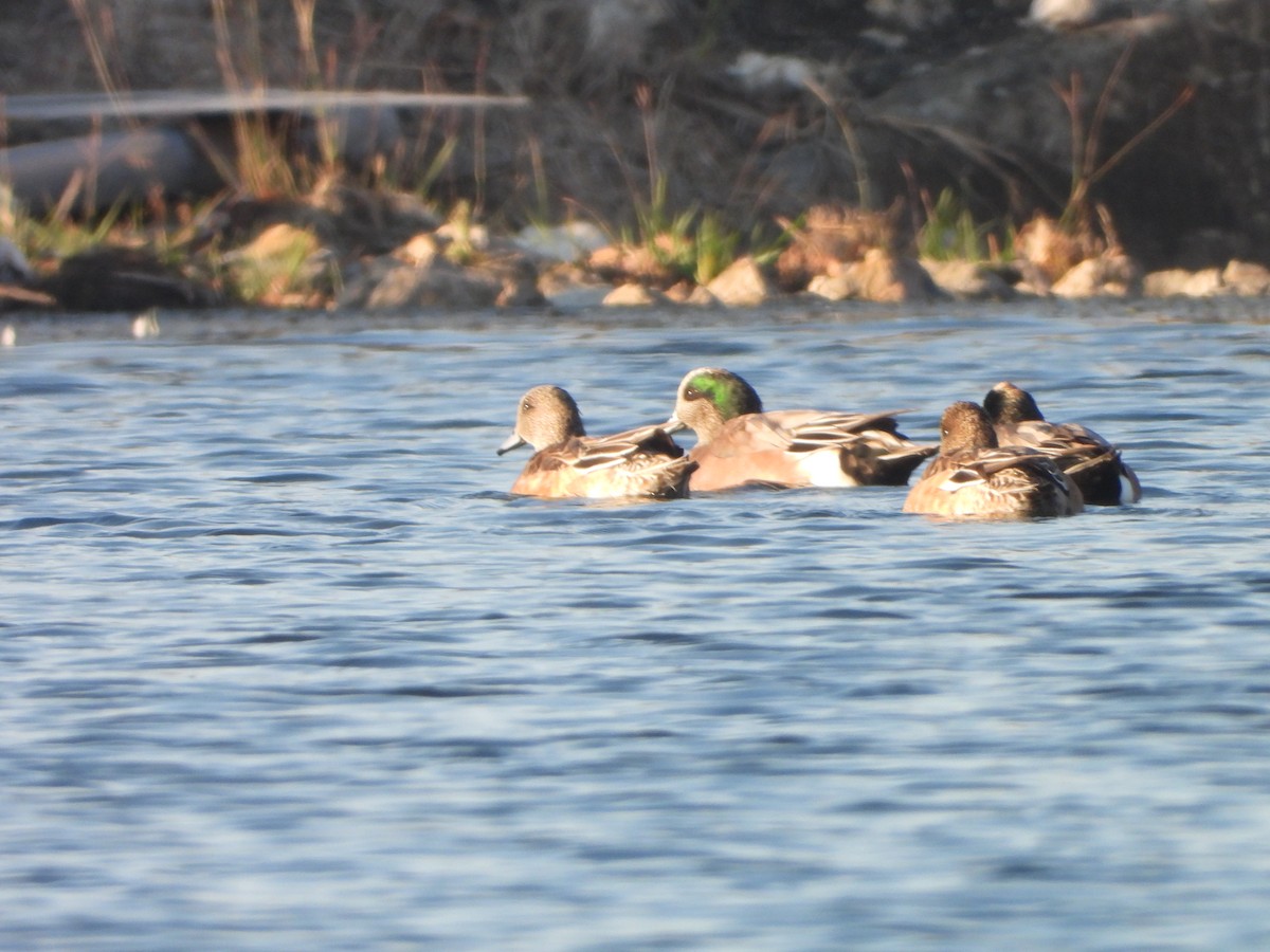 American Wigeon - ML645941495