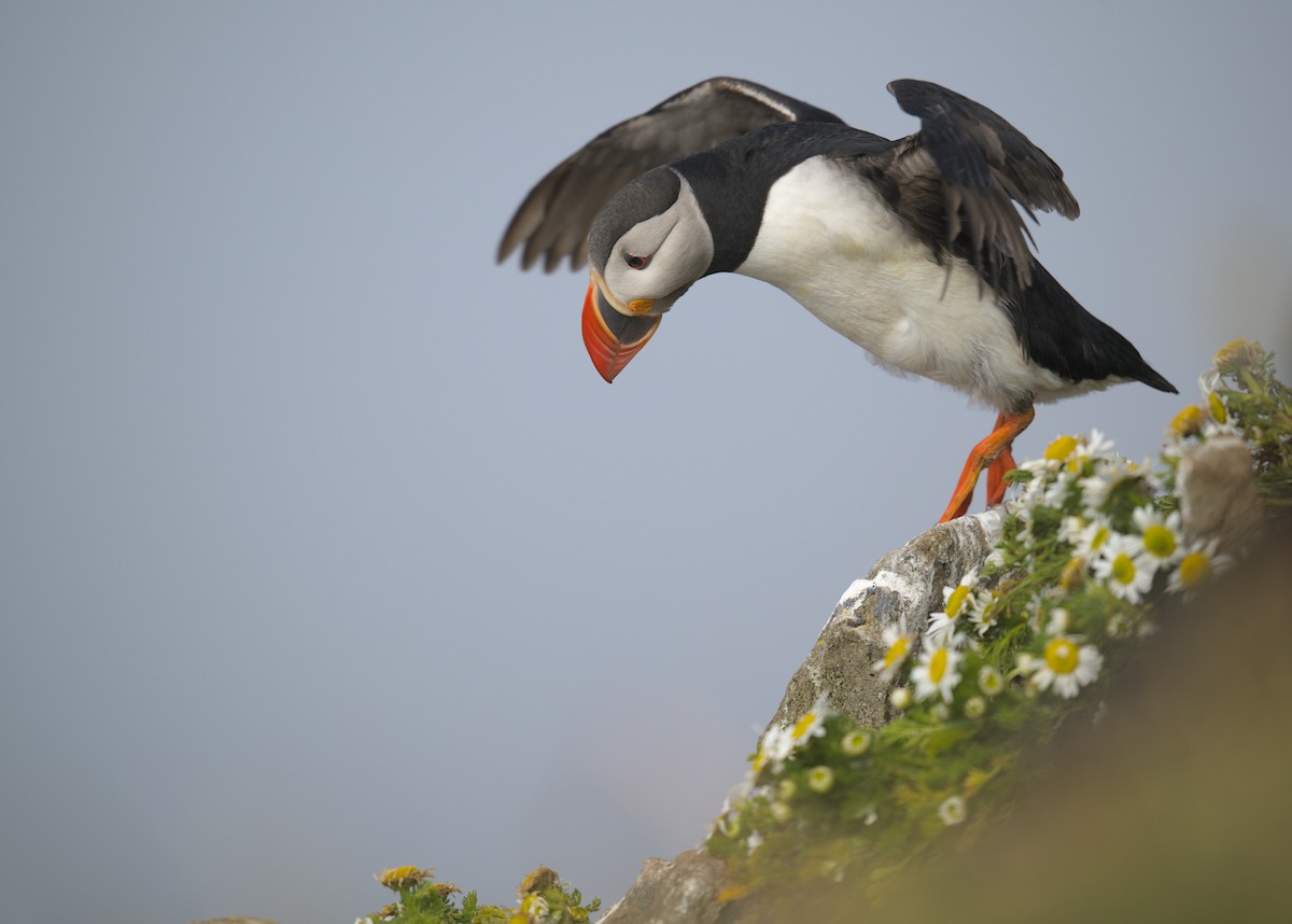 Atlantic Puffin - ML645941498