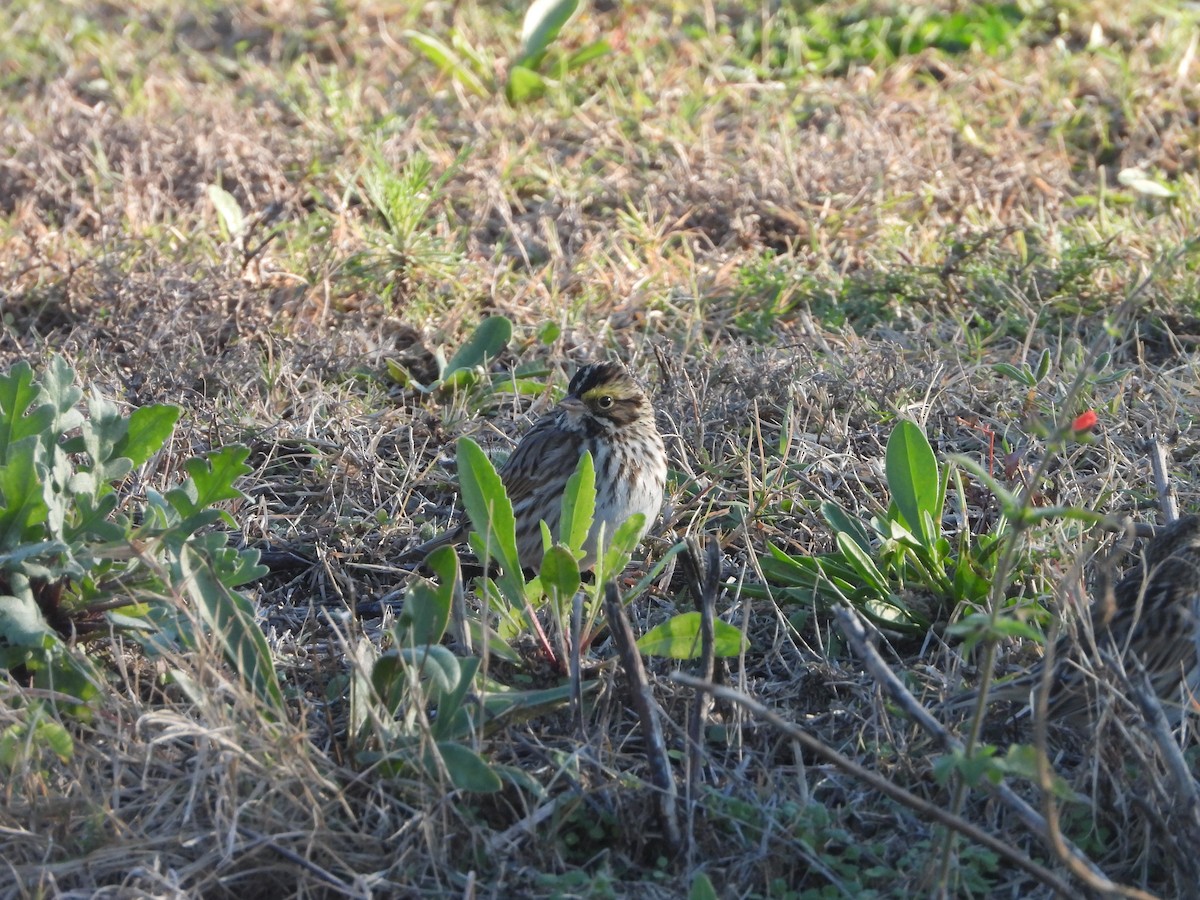 Savannah Sparrow - ML645941509