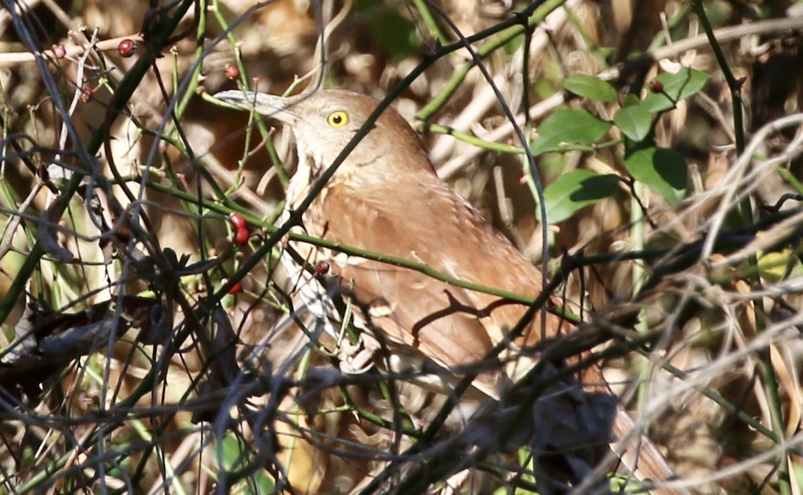 דשוש חום - ML645941510