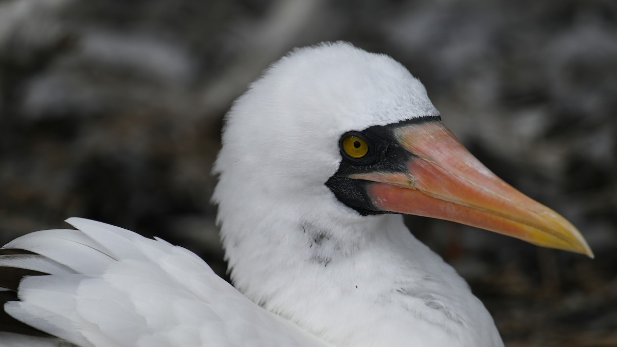 Nazca Booby - ML645941512