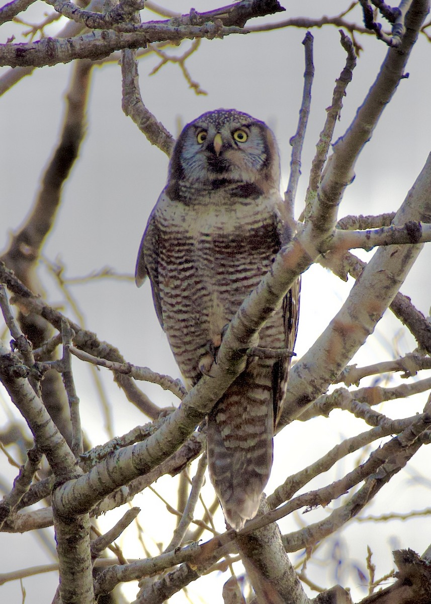 Northern Hawk Owl - ML645941530