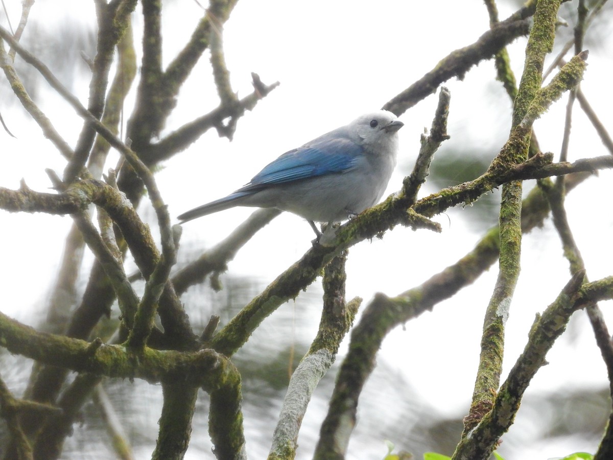 Blue-gray Tanager - ML645941533