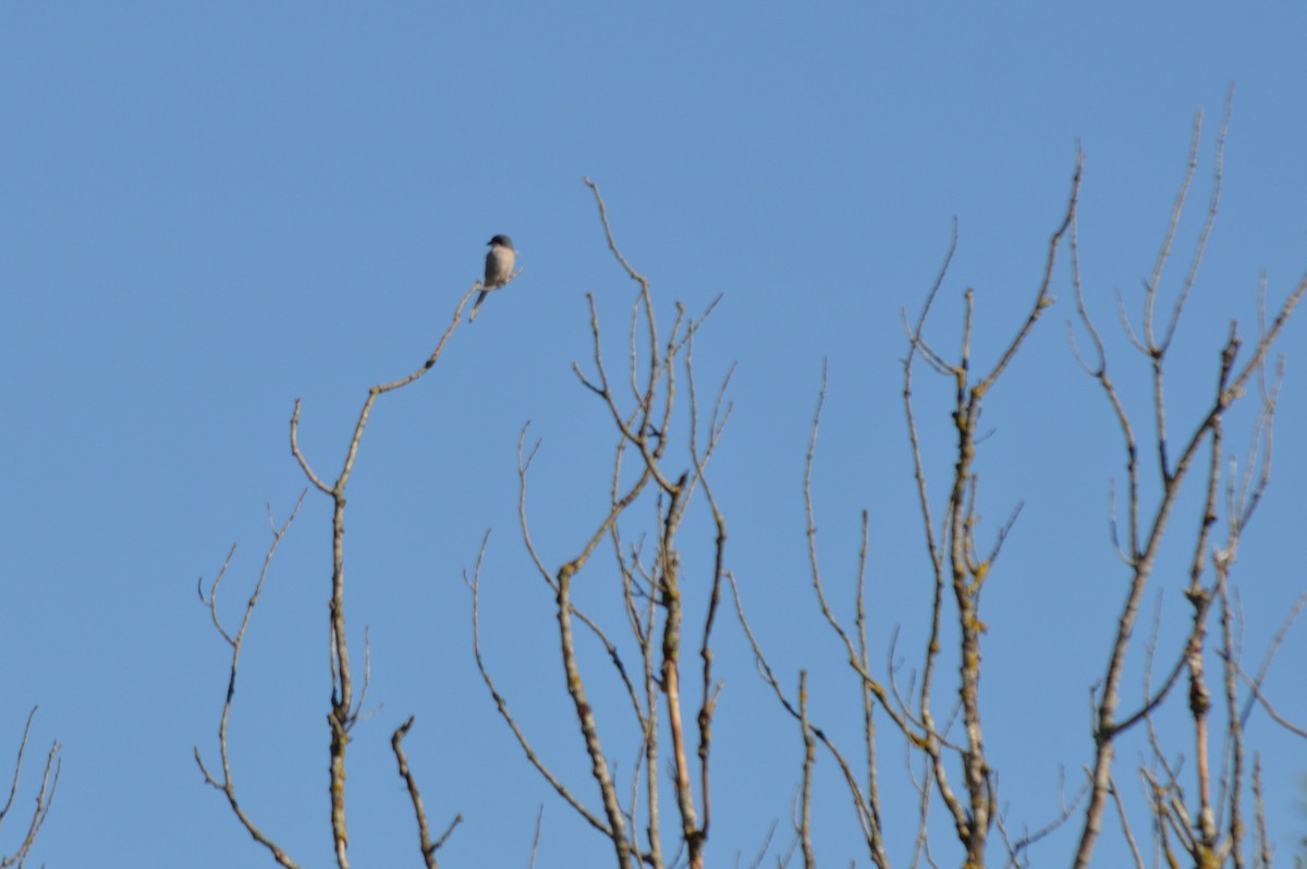 İberya Örümcekkuşu - ML645941540