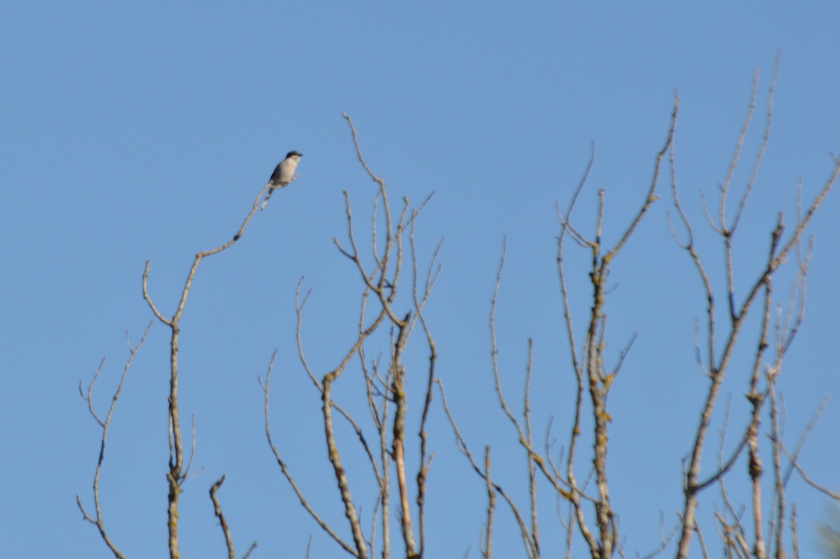 İberya Örümcekkuşu - ML645941544