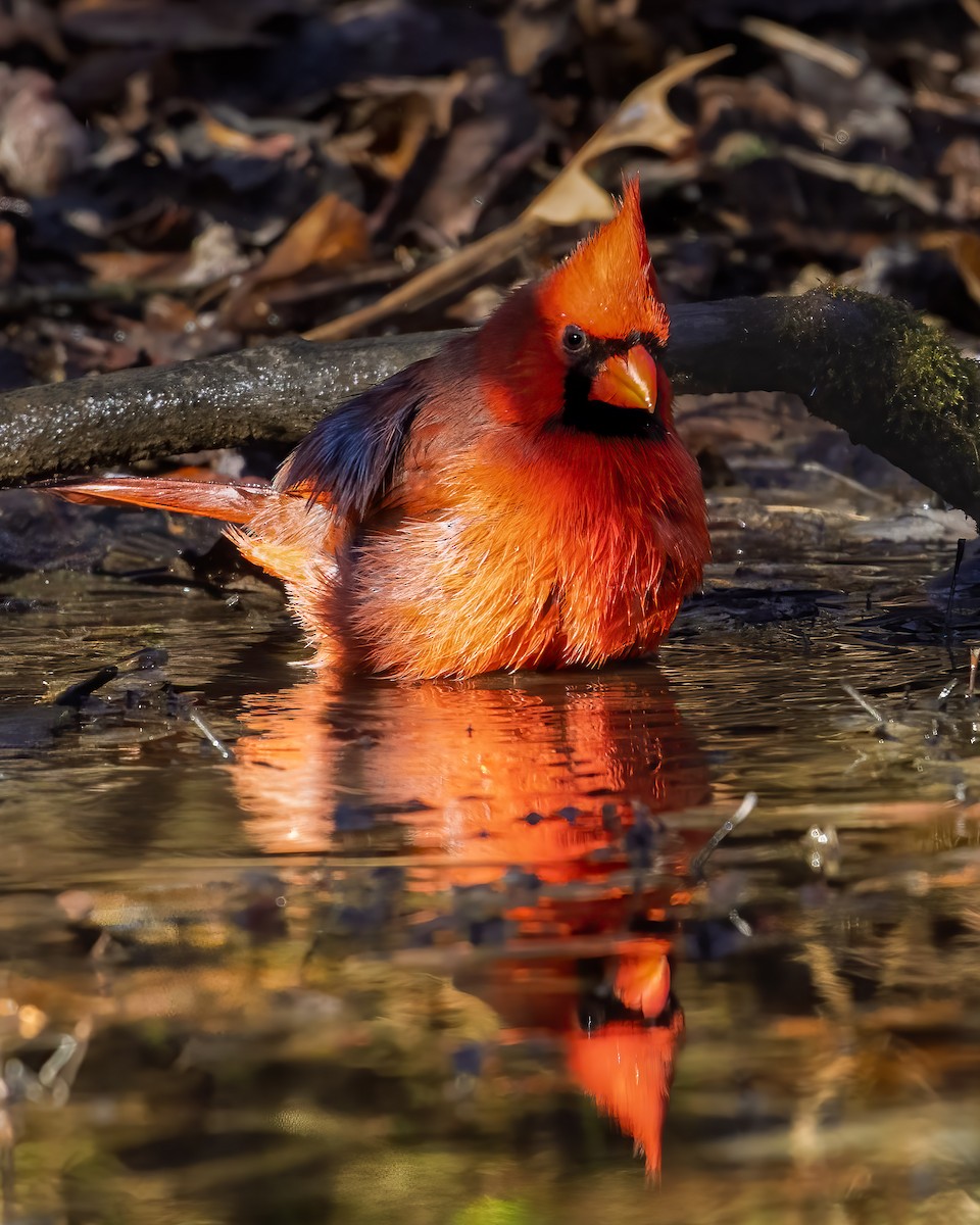 Northern Cardinal - ML645941553