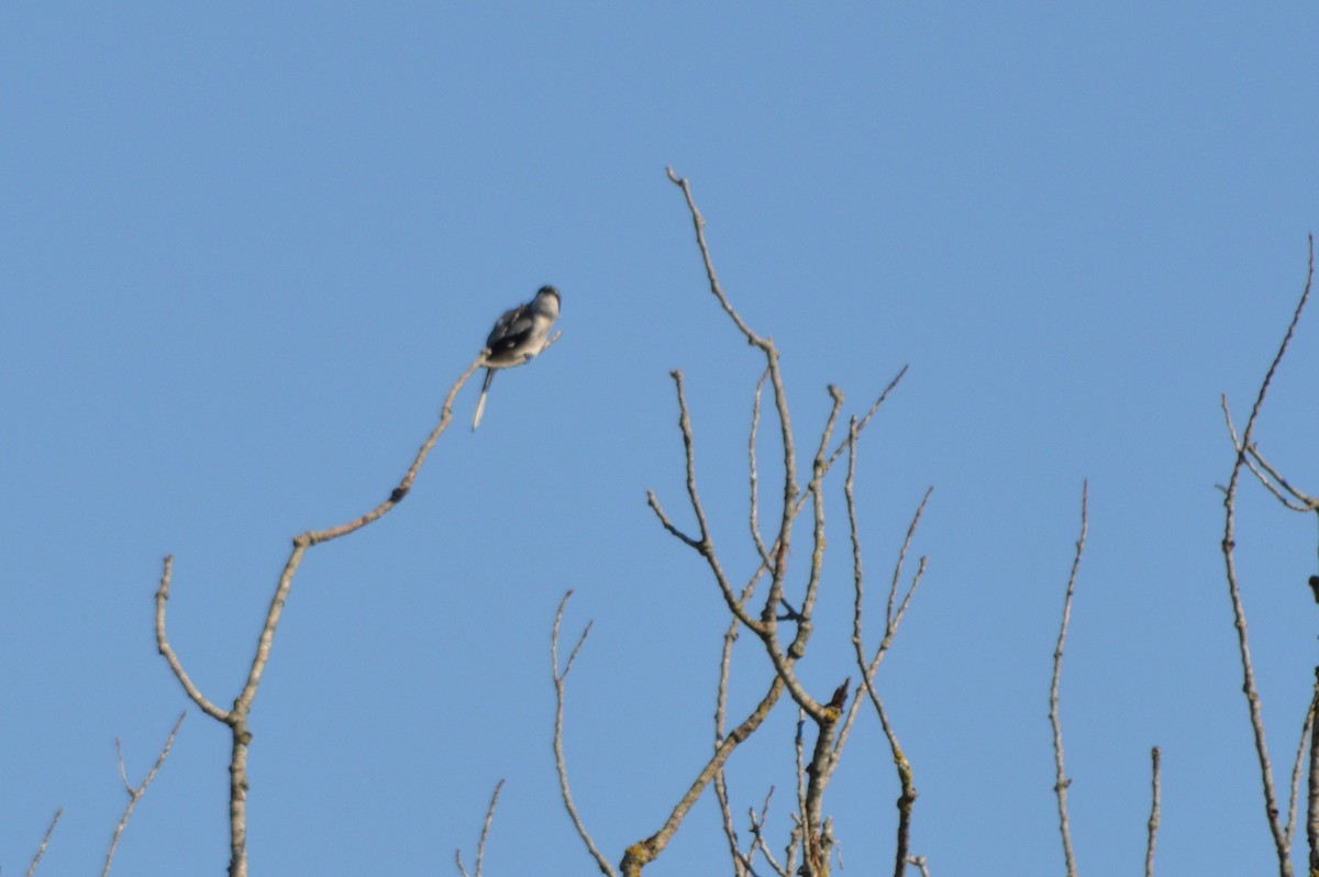 İberya Örümcekkuşu - ML645941556