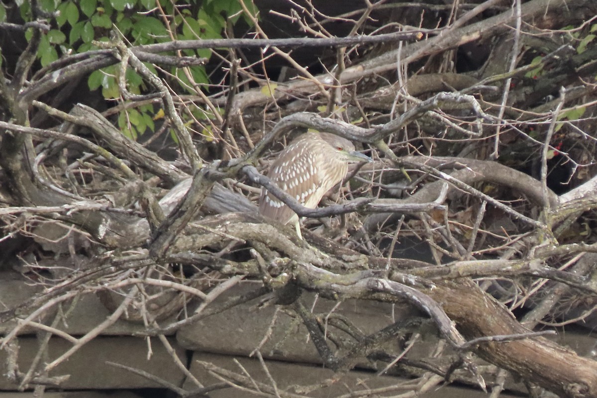 Amiltxori arrunta - ML645941562