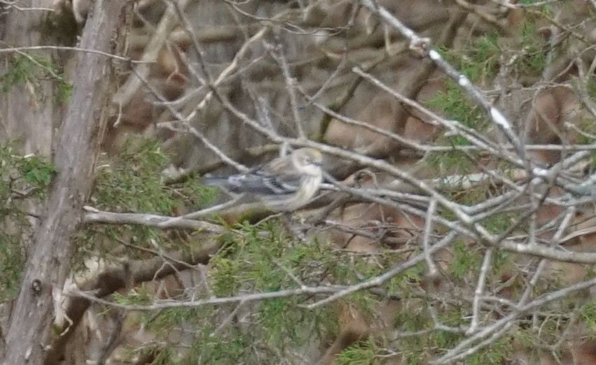 Yellow-rumped Warbler - ML645941563
