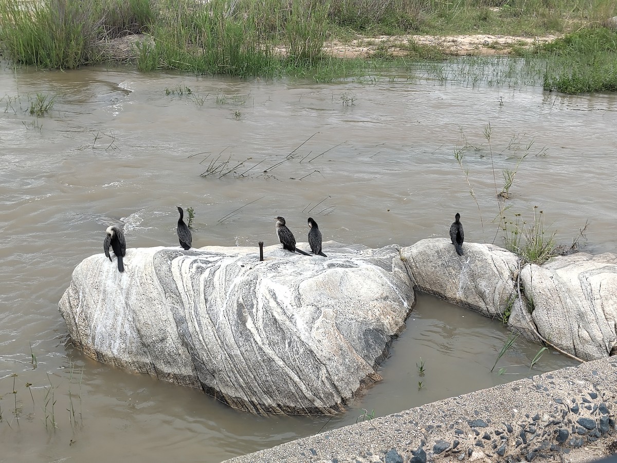 Uzun Kuyruklu Karabatak - ML645941581