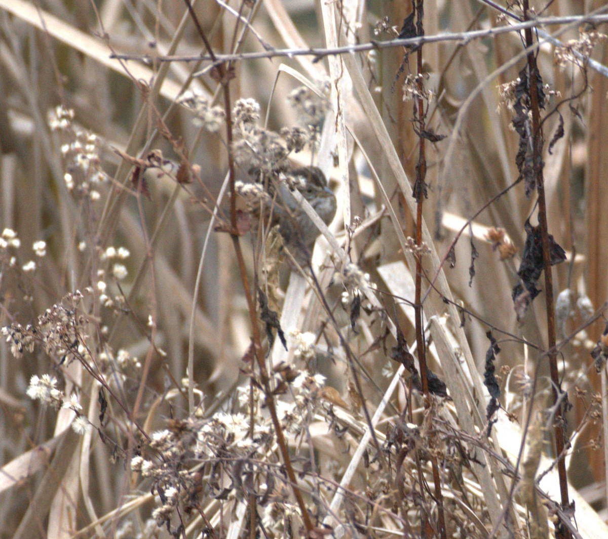 Swamp Sparrow - ML645941582