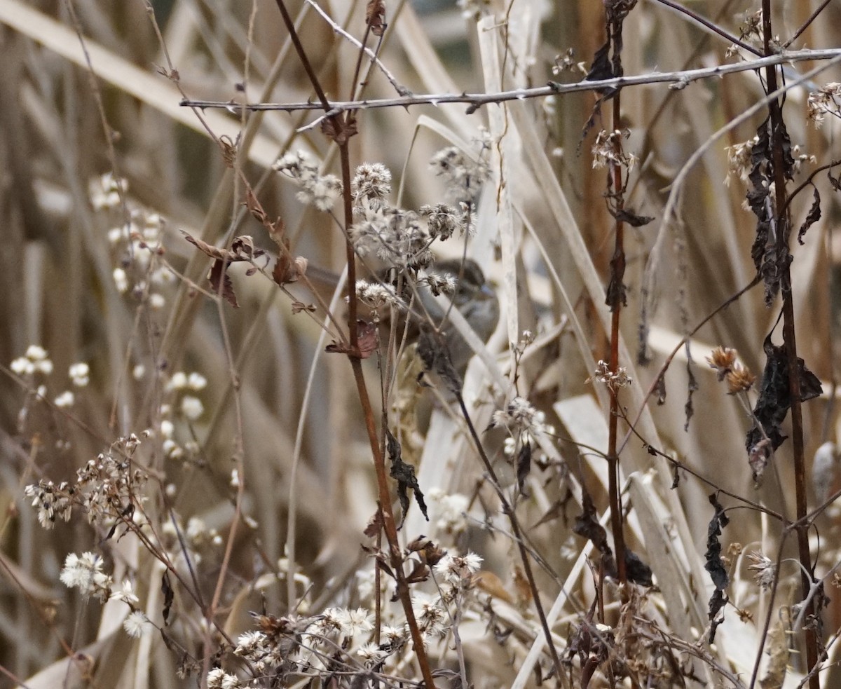 Swamp Sparrow - ML645941583