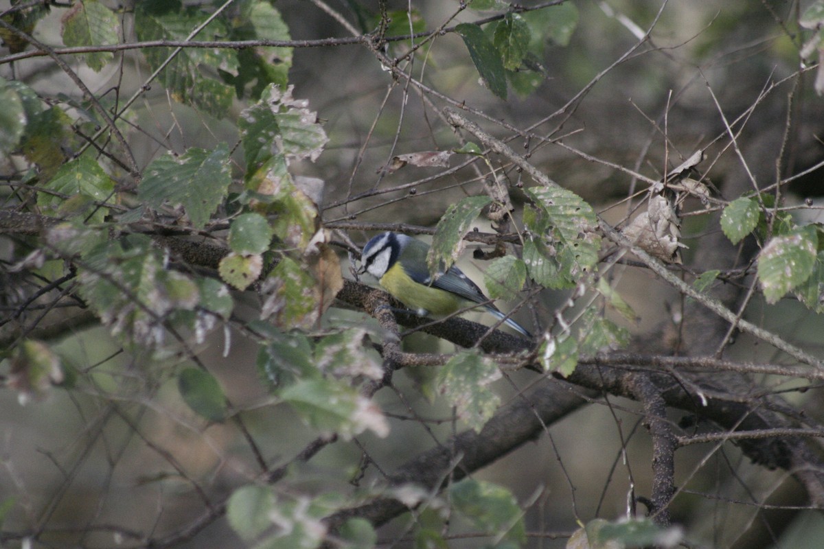 Eurasian Blue Tit - ML645941588