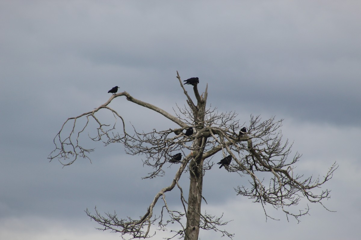 禿鼻鴉 - ML645941590