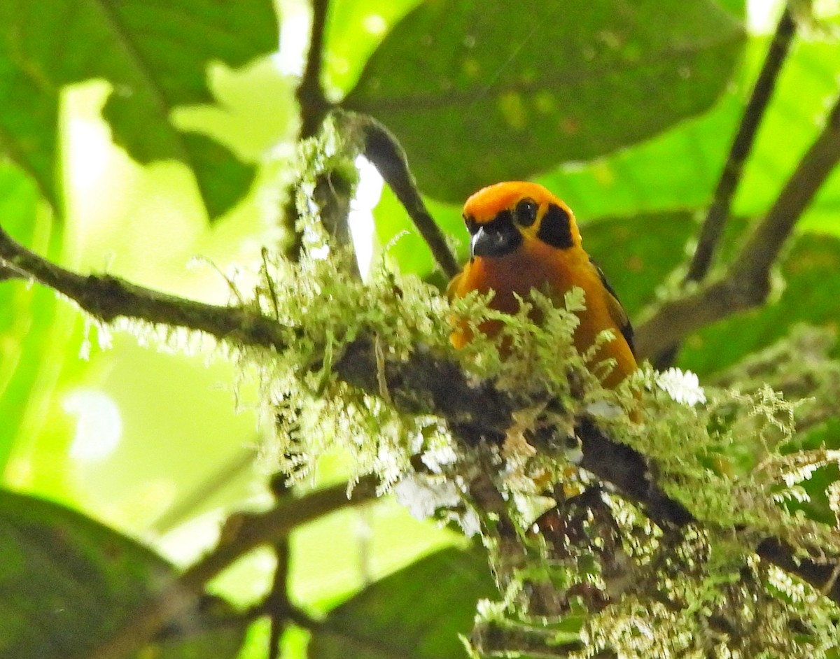 Golden Tanager - ML645941595