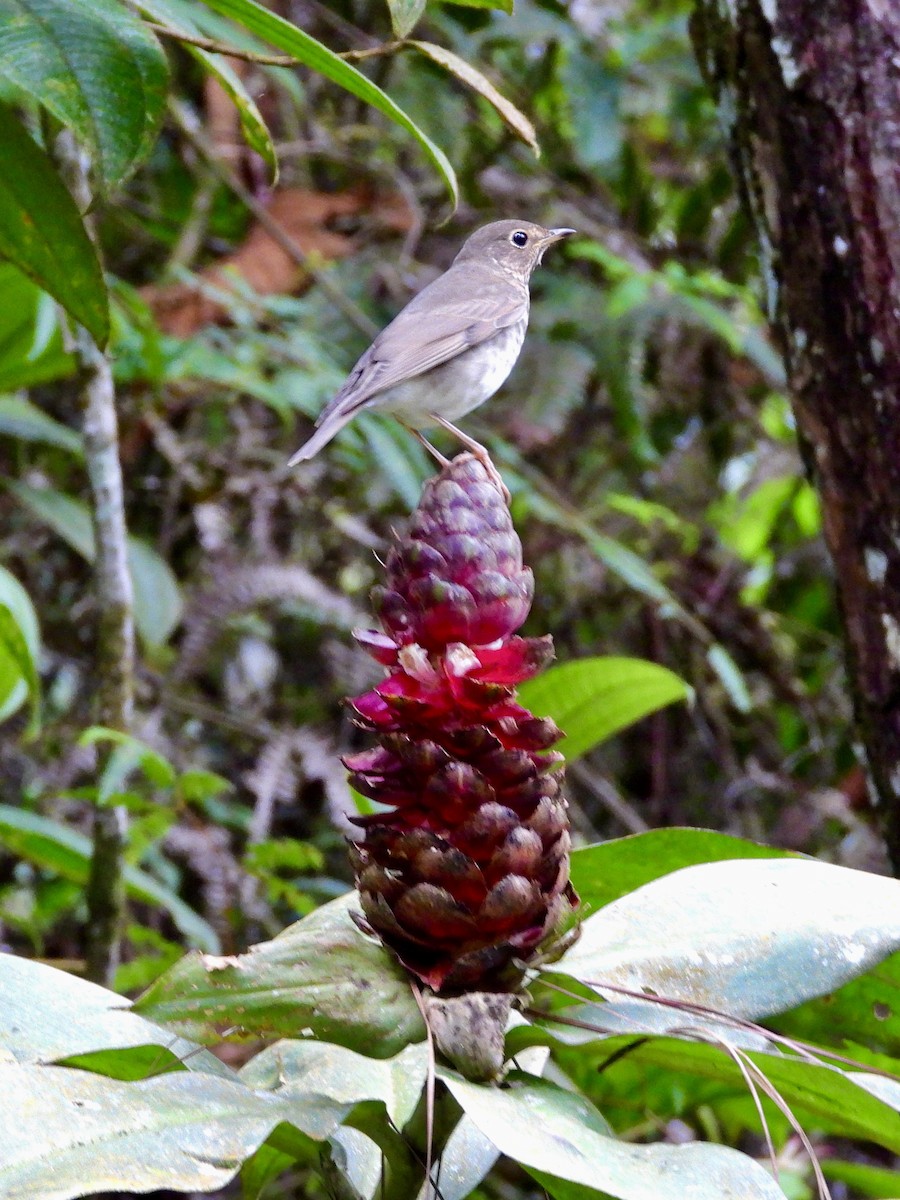 Zorzalito de Swainson - ML645941600