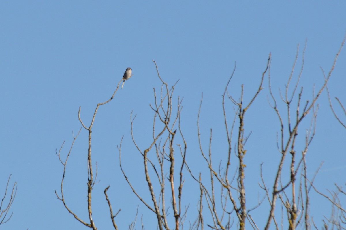 İberya Örümcekkuşu - ML645941625