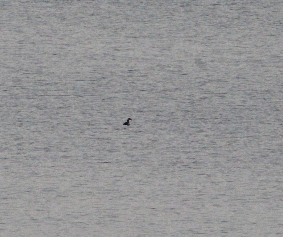 Red-necked Grebe - ML645941626