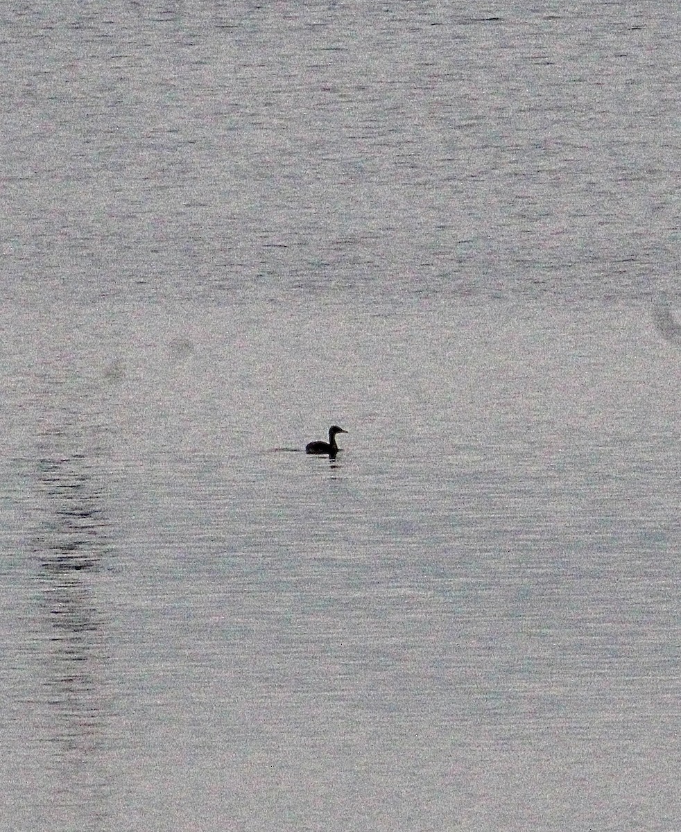 Red-necked Grebe - ML645941627