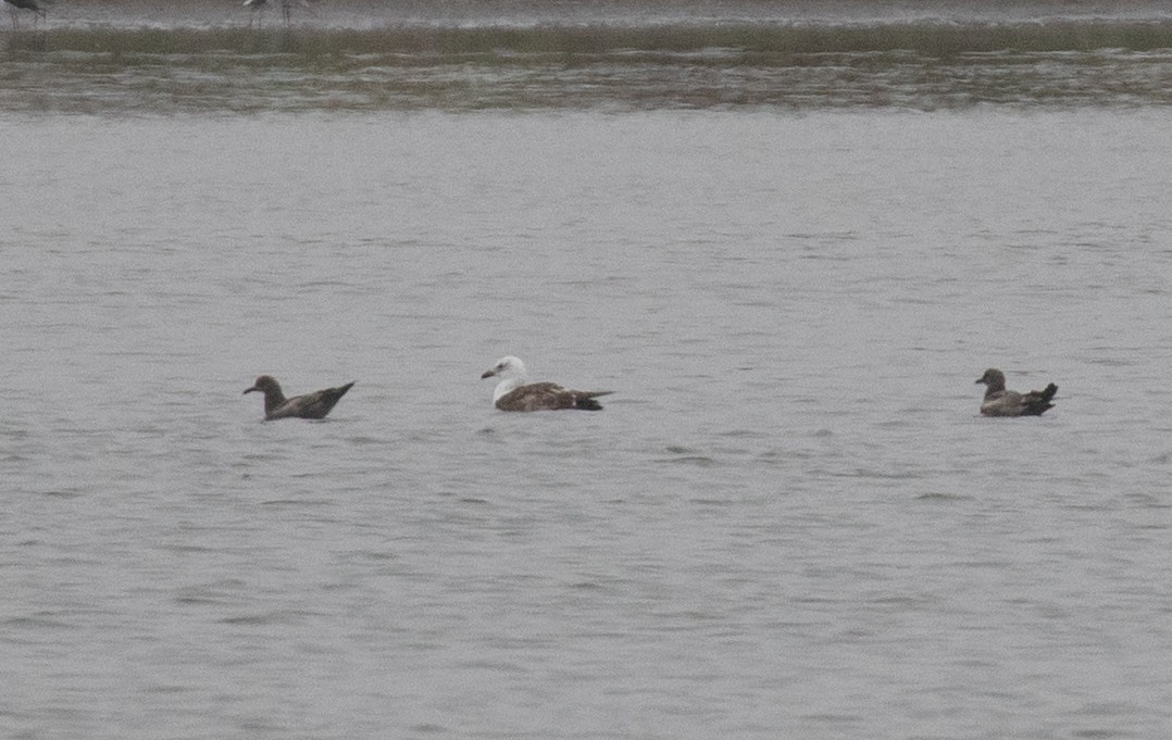 Gray Gull - ML645941629