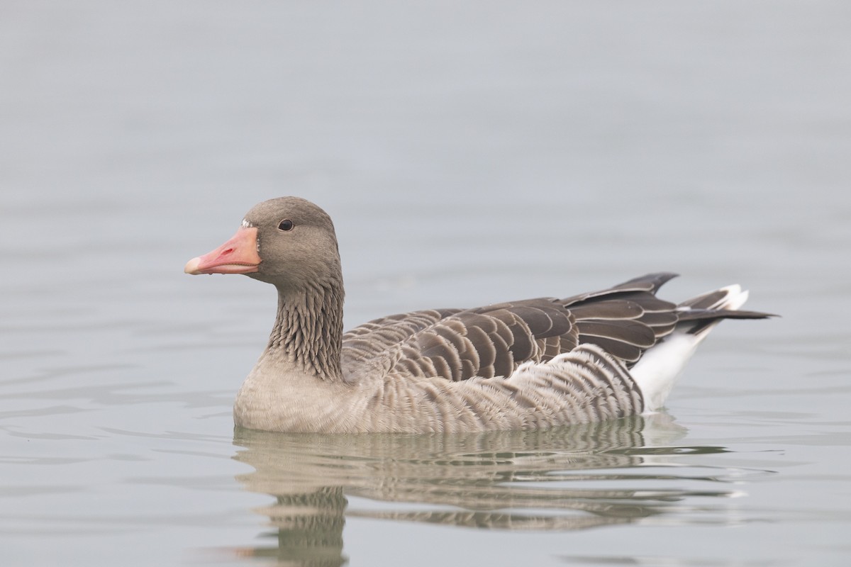 Гуска сіра (підвид rubrirostris) - ML645941630