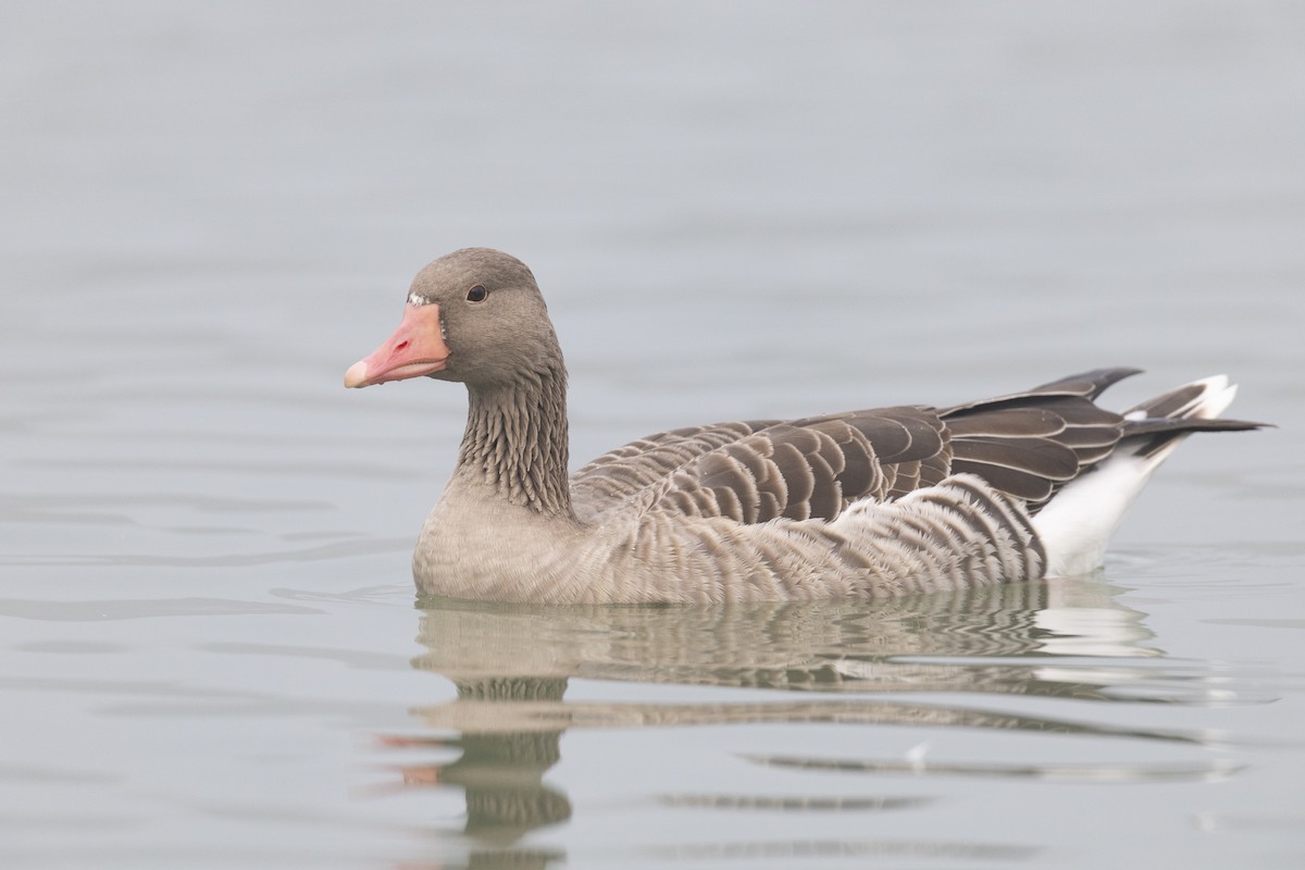 Гуска сіра (підвид rubrirostris) - ML645941631