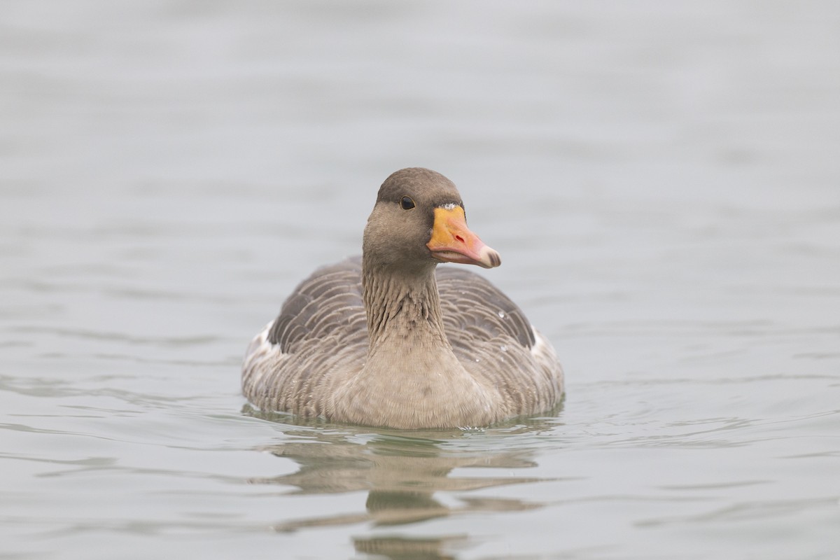 Гуска сіра (підвид rubrirostris) - ML645941632