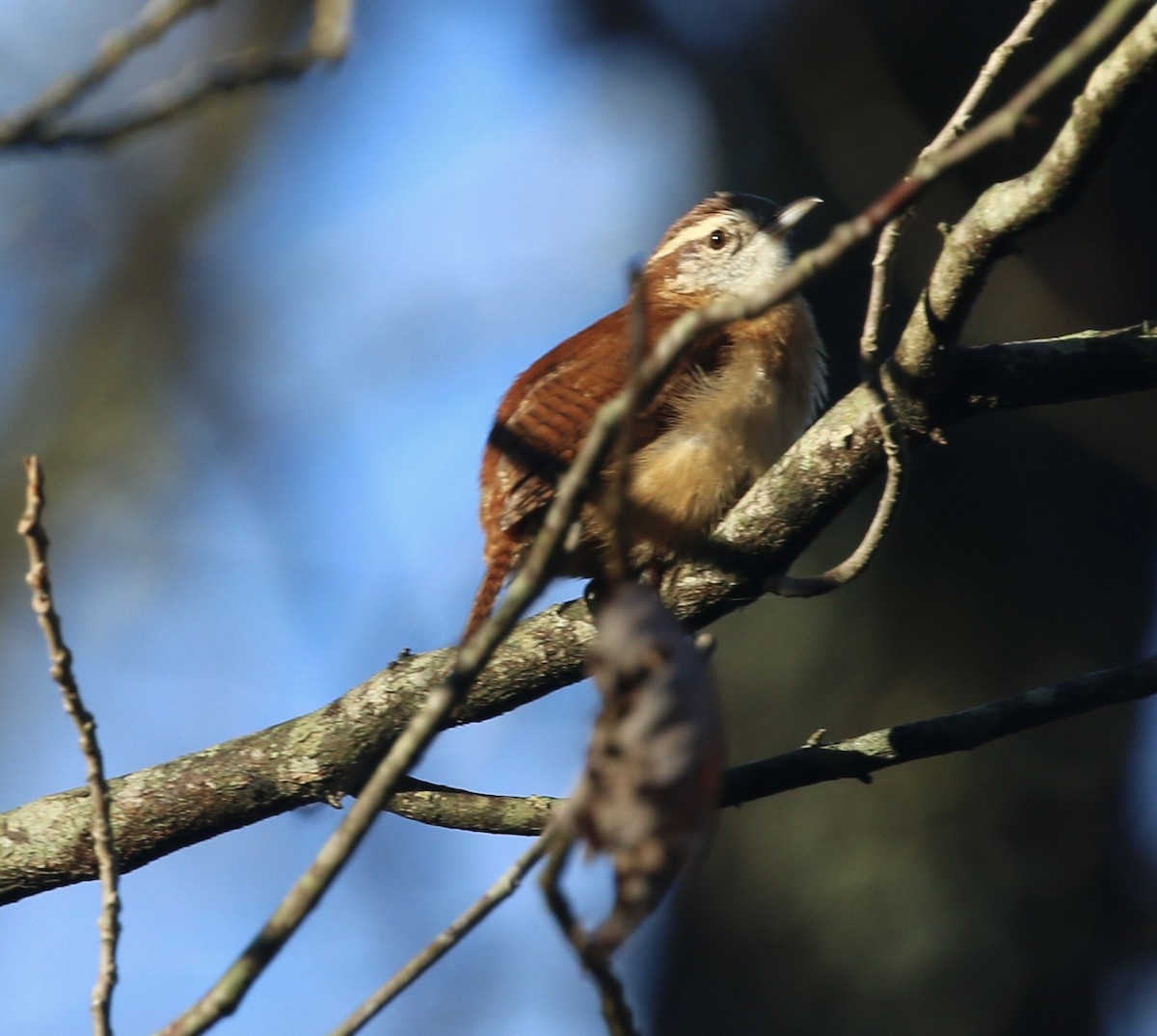 Carolina Wren - ML645941635