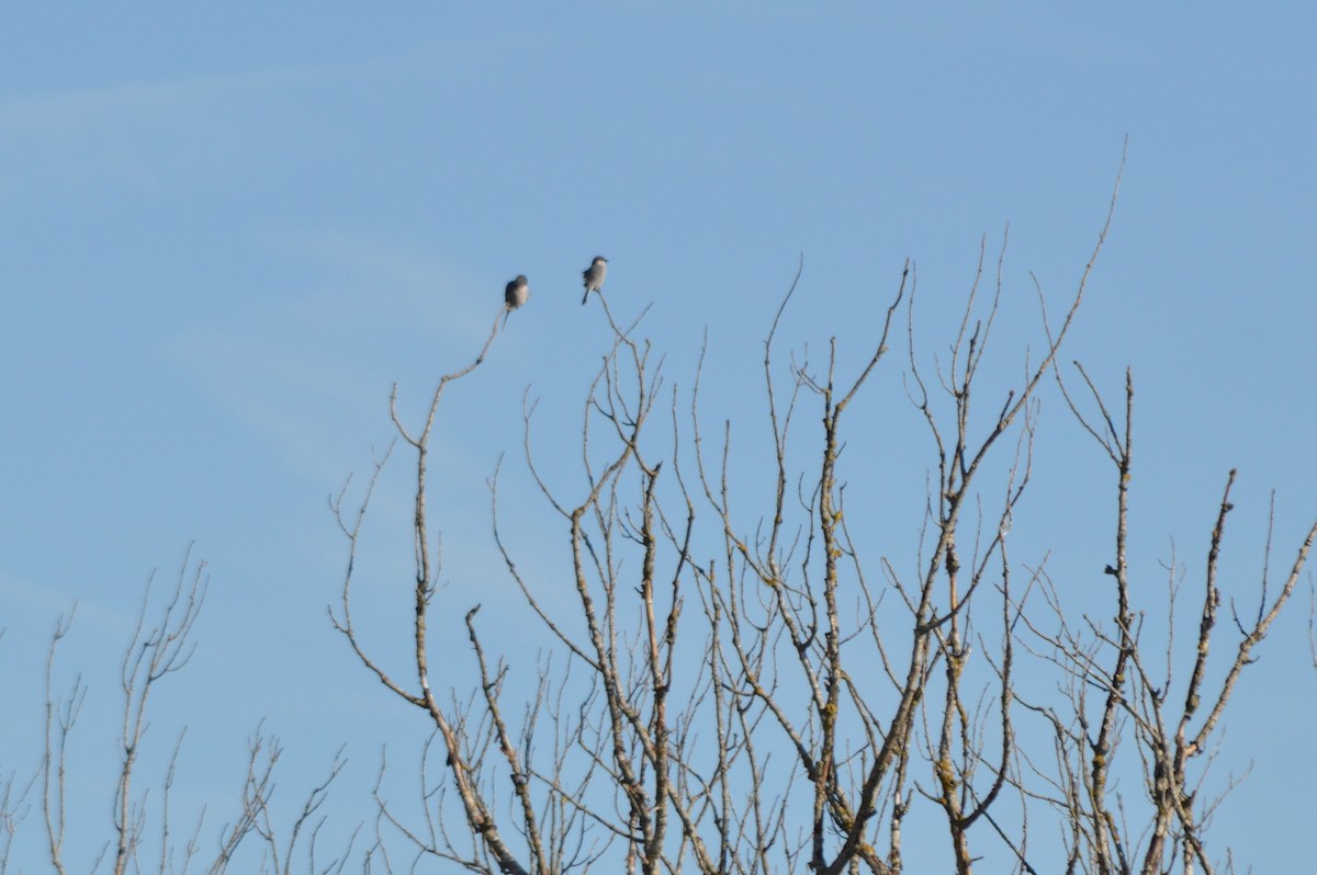 İberya Örümcekkuşu - ML645941637