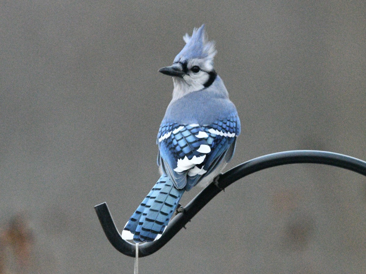 Blue Jay - ML645941638