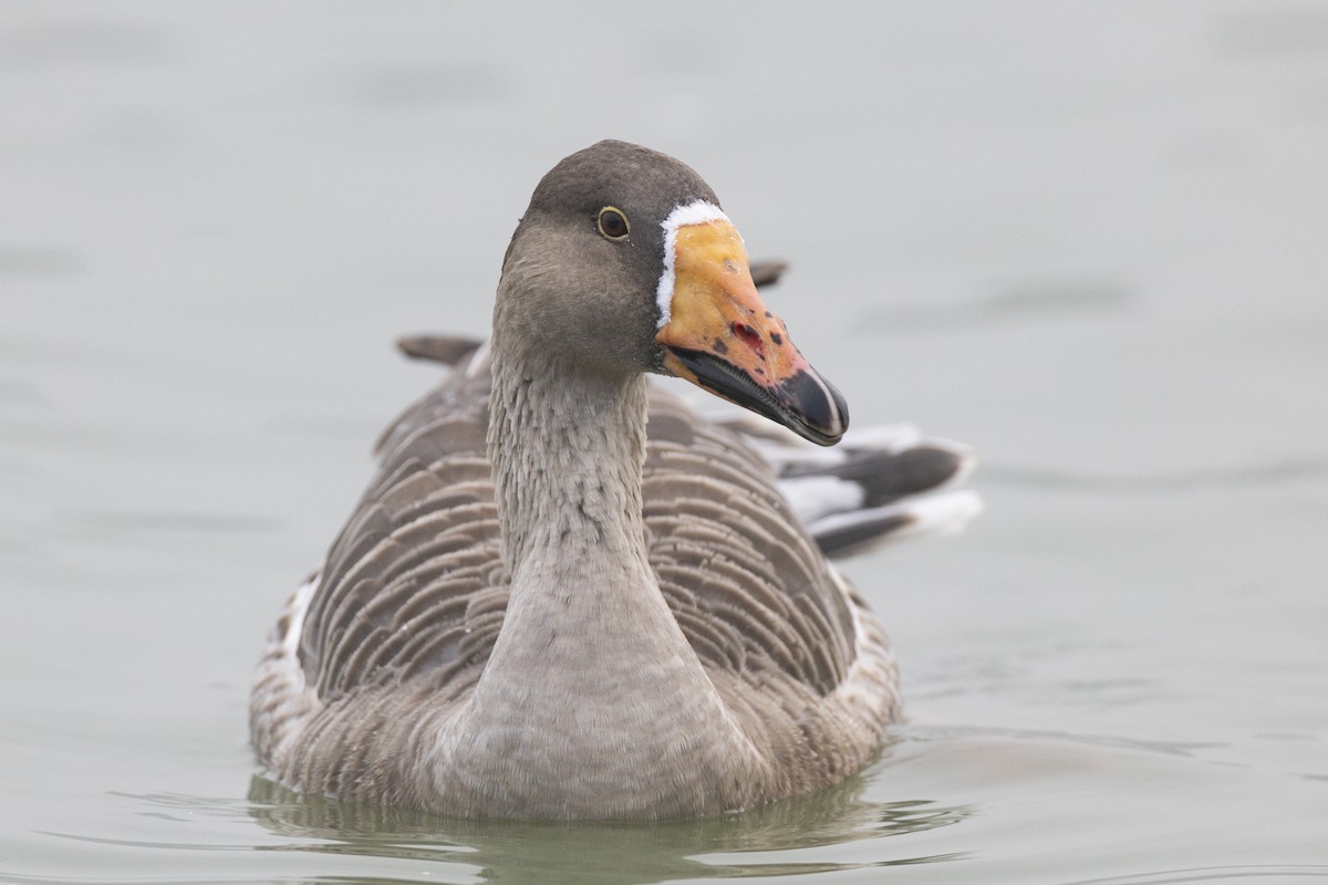 Гуска сіра (свійська) - ML645941643
