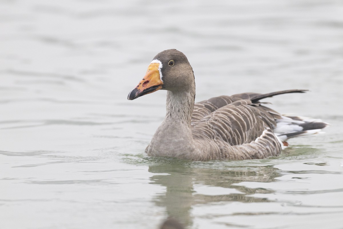 Гуска сіра (свійська) - ML645941644