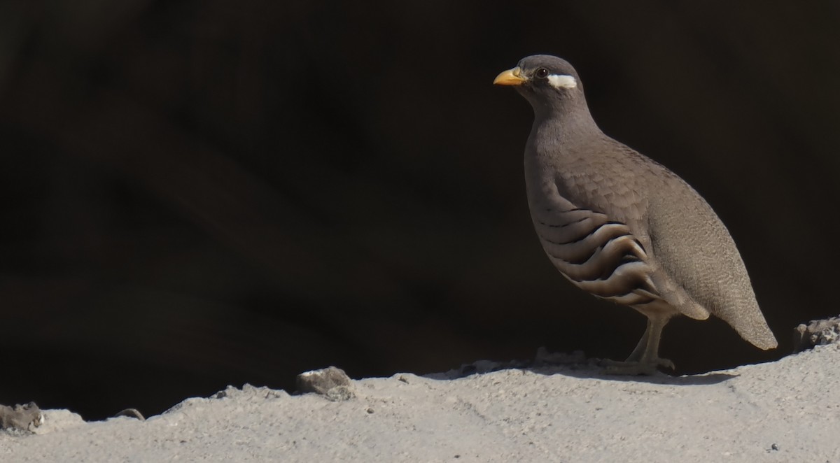 Sand Partridge - ML645941645