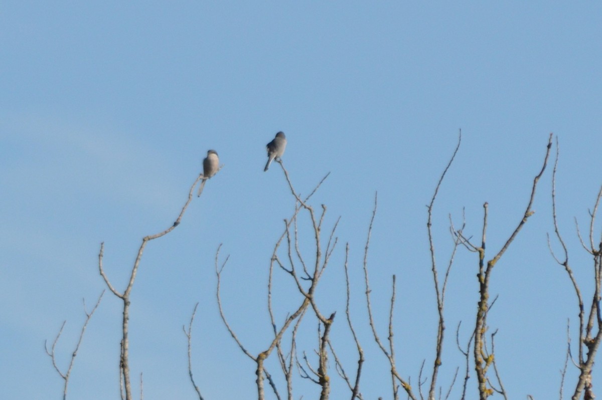 İberya Örümcekkuşu - ML645941646