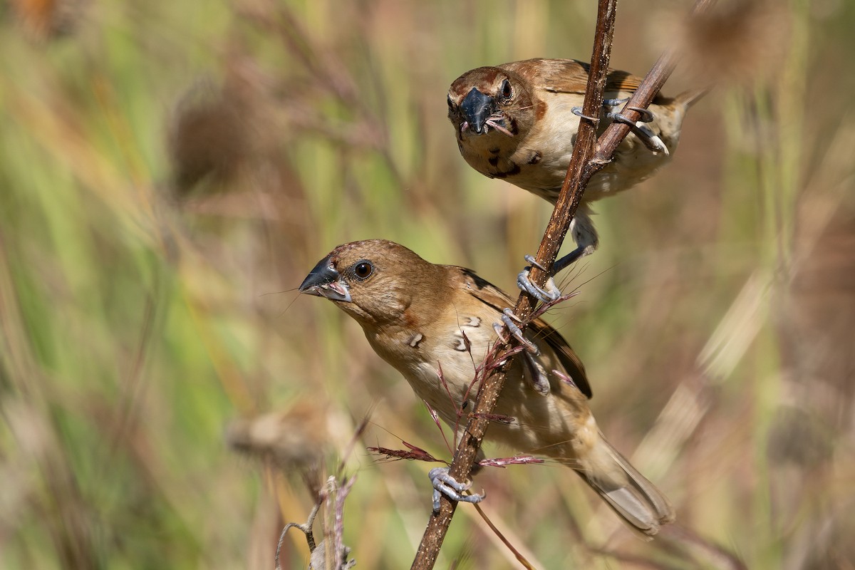 Scaly-breasted Munia - ML645941654