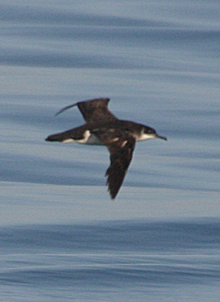 Gabai arrunta - ML645941660