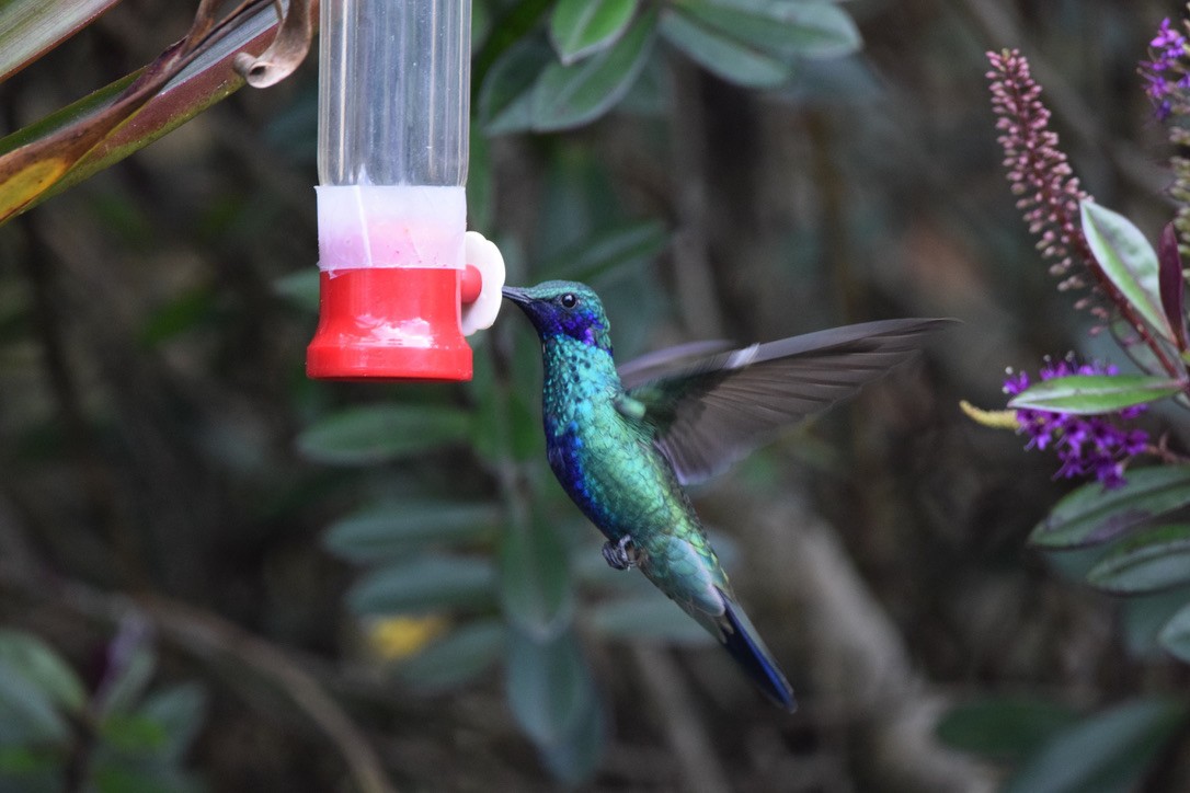 Колібрі синьочеревий - ML645941661