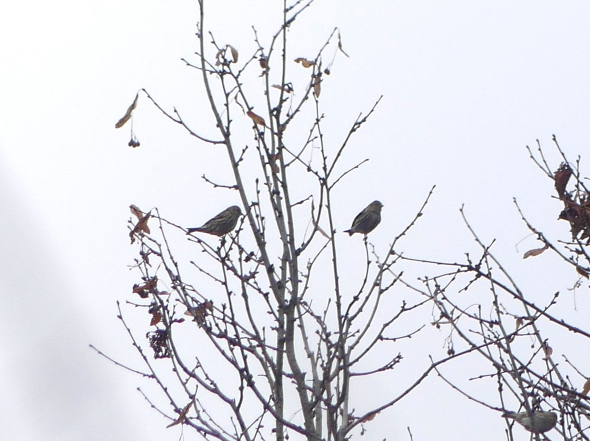 Pine Siskin - ML645941664